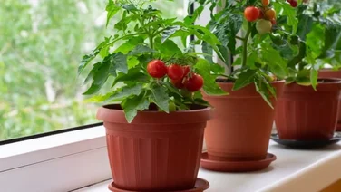tomato plant indoors