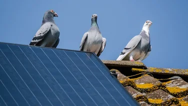 pigeons on a roof with solar panels