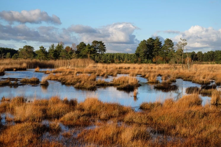 The wetlands of Thursley Common, Surrey